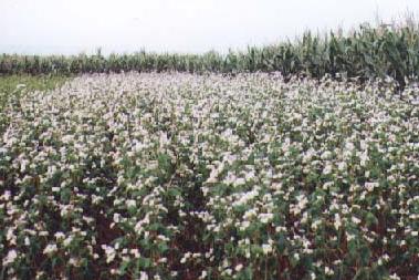 Limonium tartaricum seeds